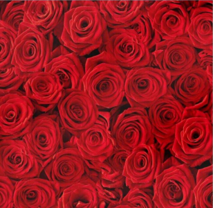 Cadeaupapier rol 30 cm 250 meter Roses 3303